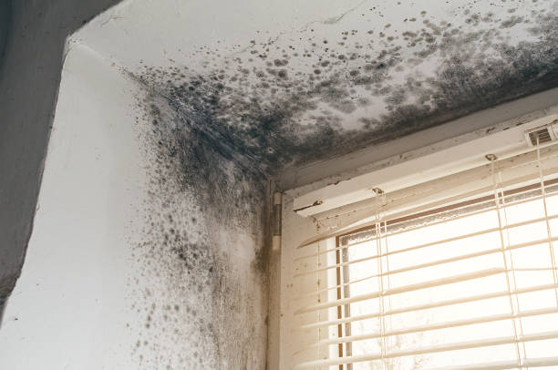 Affordable Mold Cleanup solutions in Lexington, NC